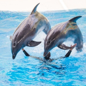 Фото от владельца Ривьера, дельфинарий