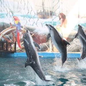 Фото от владельца Морская Звезда, дельфинарий