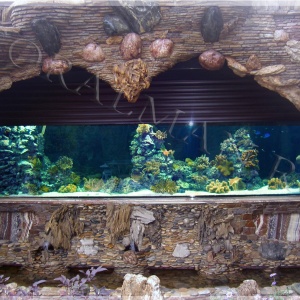 Фото от владельца Coralman, компания по продаже и обслуживанию аквариумов
