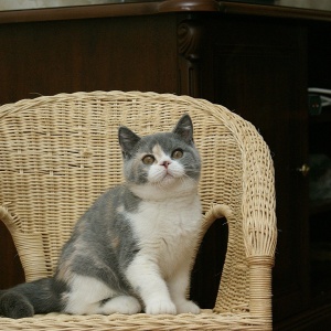 Фото от владельца Bastet-a-tet, питомник кошек