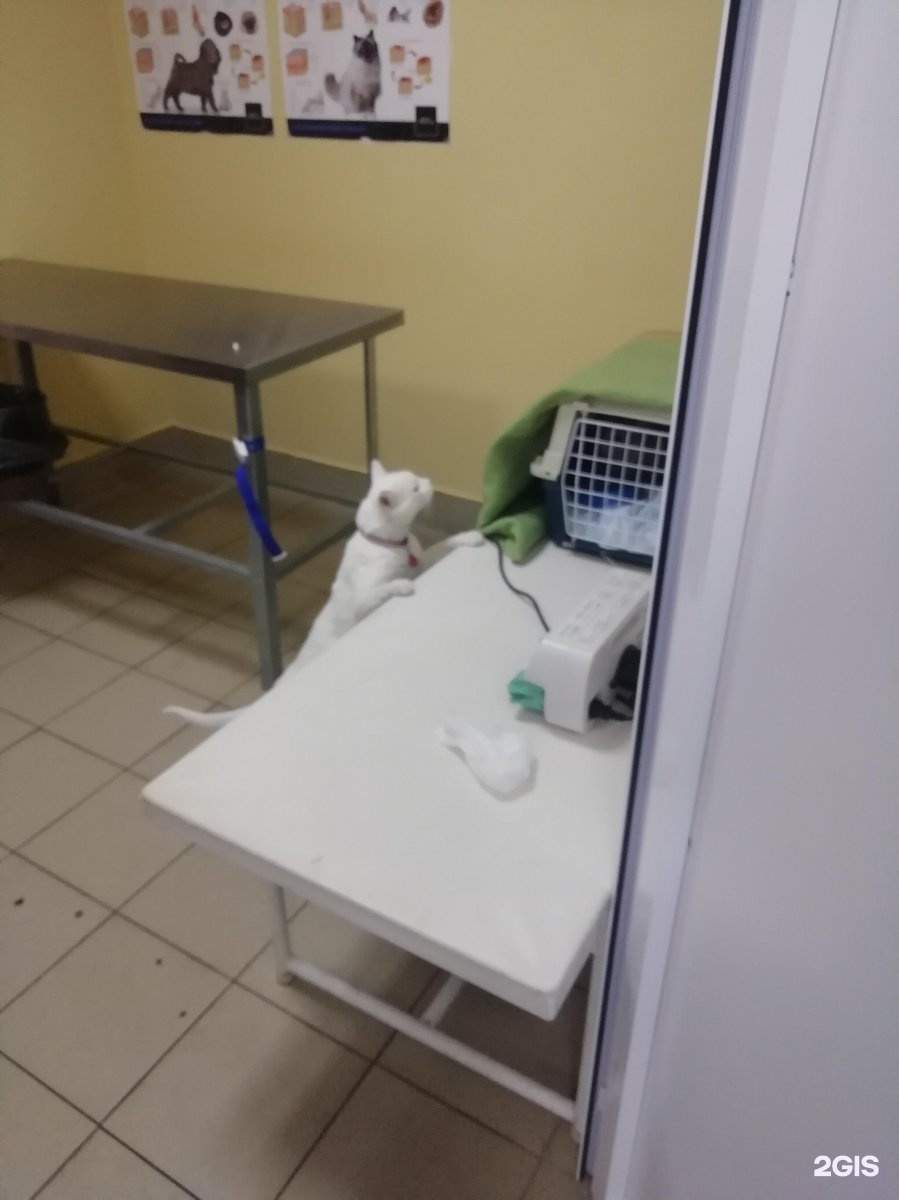 Электросталь белый кот
