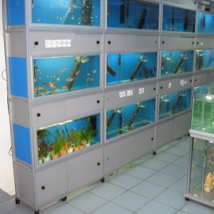Фото от владельца Субмарина, аквариумный салон