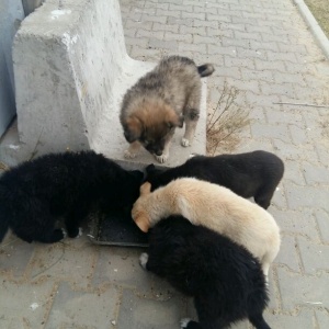 Фото от владельца Теремок, приют для бездомных животных