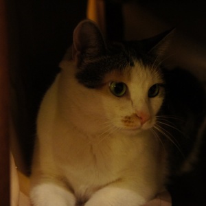 Фото от владельца Чеширский кот, котокафе