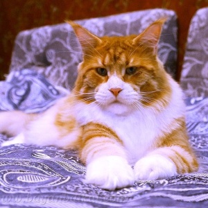 Фото от владельца BayanBaikal, питомник кошек породы мейн-кун