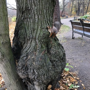 Фото от владельца Центральный парк культуры и отдыха им. С.М. Кирова