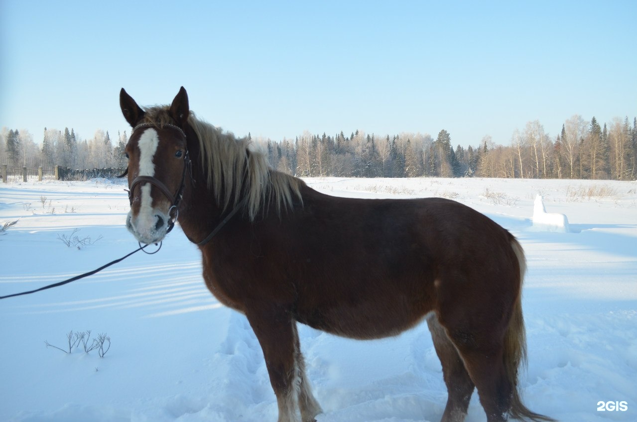 Аллюр нижний новгород. КСК Аллюр Нижний Новгород. Конный клуб Аллюр Ижевск. Алюр лошад. Аллюр Новокузнецк.