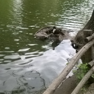 Фото от владельца Городской парк