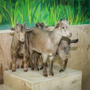 Фото от владельца Ребятам о зверятах, контактный зоопарк