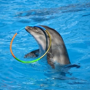 Фото от владельца Геленджикский дельфинарий, ЗАО