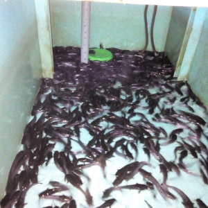 Фото от владельца Рыбная ферма, ООО, компания по разведению и реализации рыбы