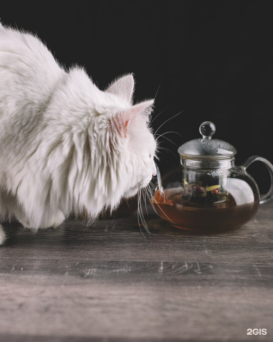 Коту можно чай. Кошачий чай. Котик и чай. Котик с чаем. Чайный кот.