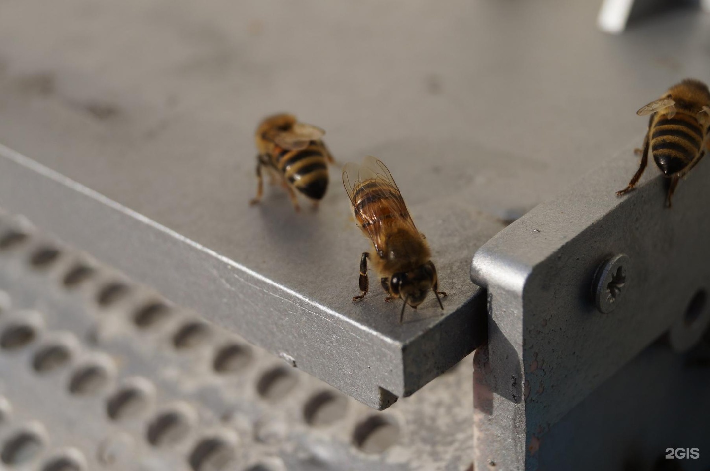 Пчелы на высадку. Куплю пчелосемьи на высадку. Корова и пчела. Зимовалые пчелы фото. Куплю пчелосемьи на высадку надпись.