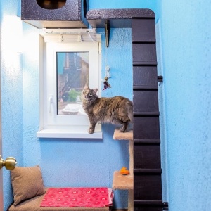 Фото от владельца ЗаМУРчательные кошки, гостиница для животных