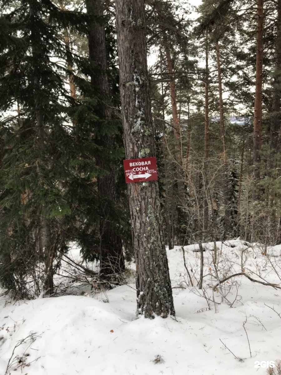 Одинокая сосна белокуриха