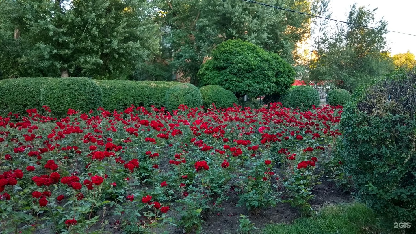 Аллея роз ростов. Каспийск аллея с розами фото.