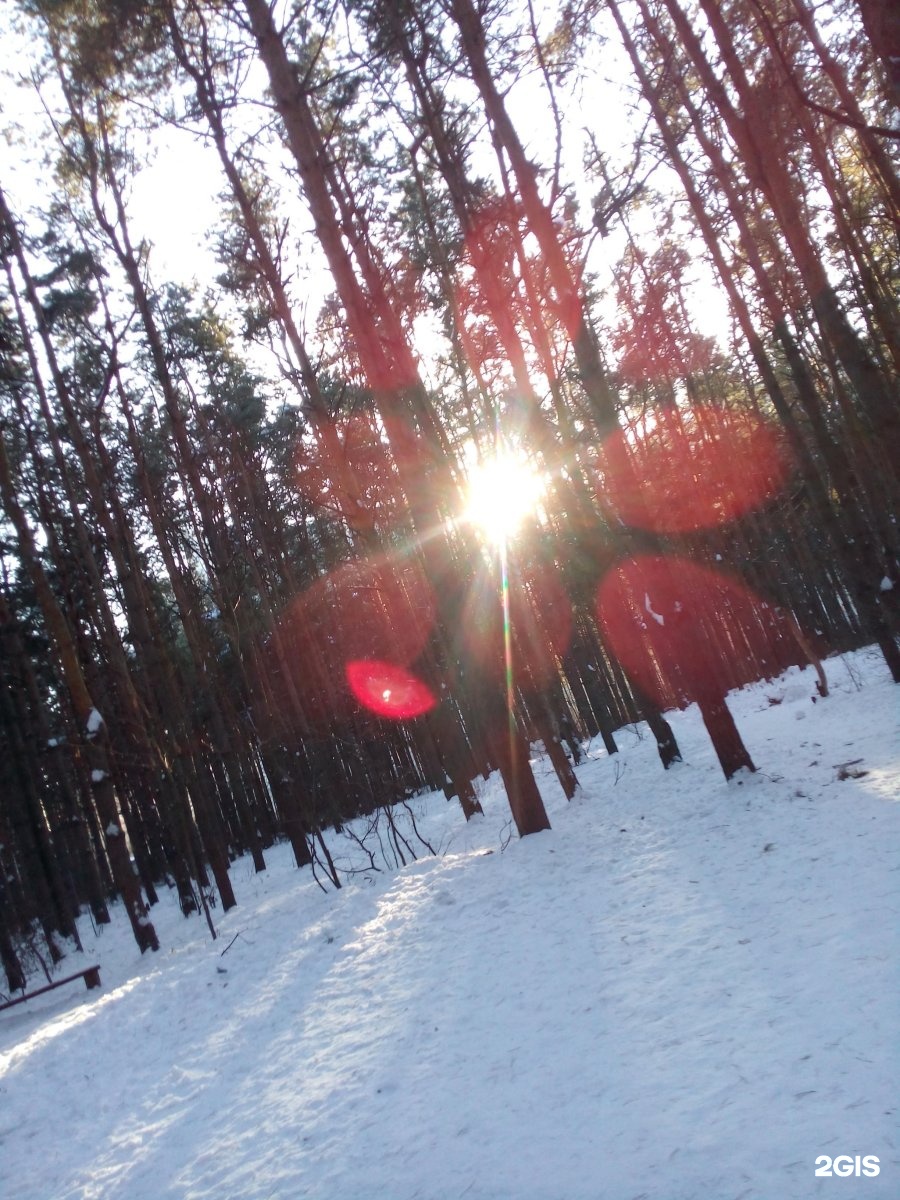 воронеж парк северный лес