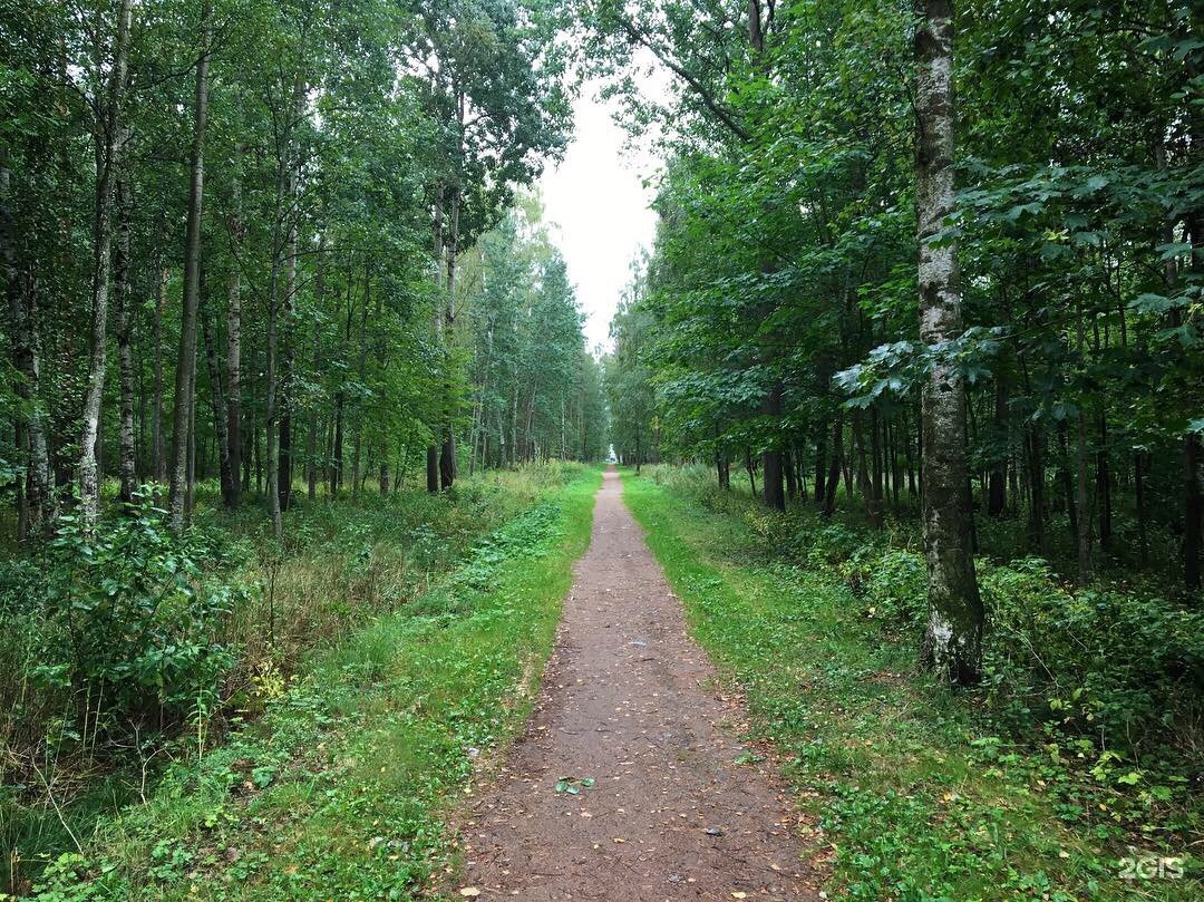 Сосновая поляна. Парк Сосновая Поляна в Санкт-Петербурге. Ул. Пилютова парк Сосновая Поляна. Парк Сосновая Поляна в Стрельной. Парк на Лесной СПБ.