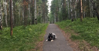 Нижнеисетский лесопарк екатеринбург карта