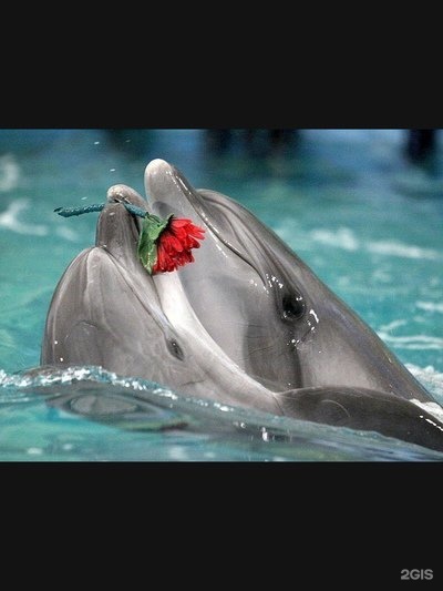 Автор отзыва Александр Морозов