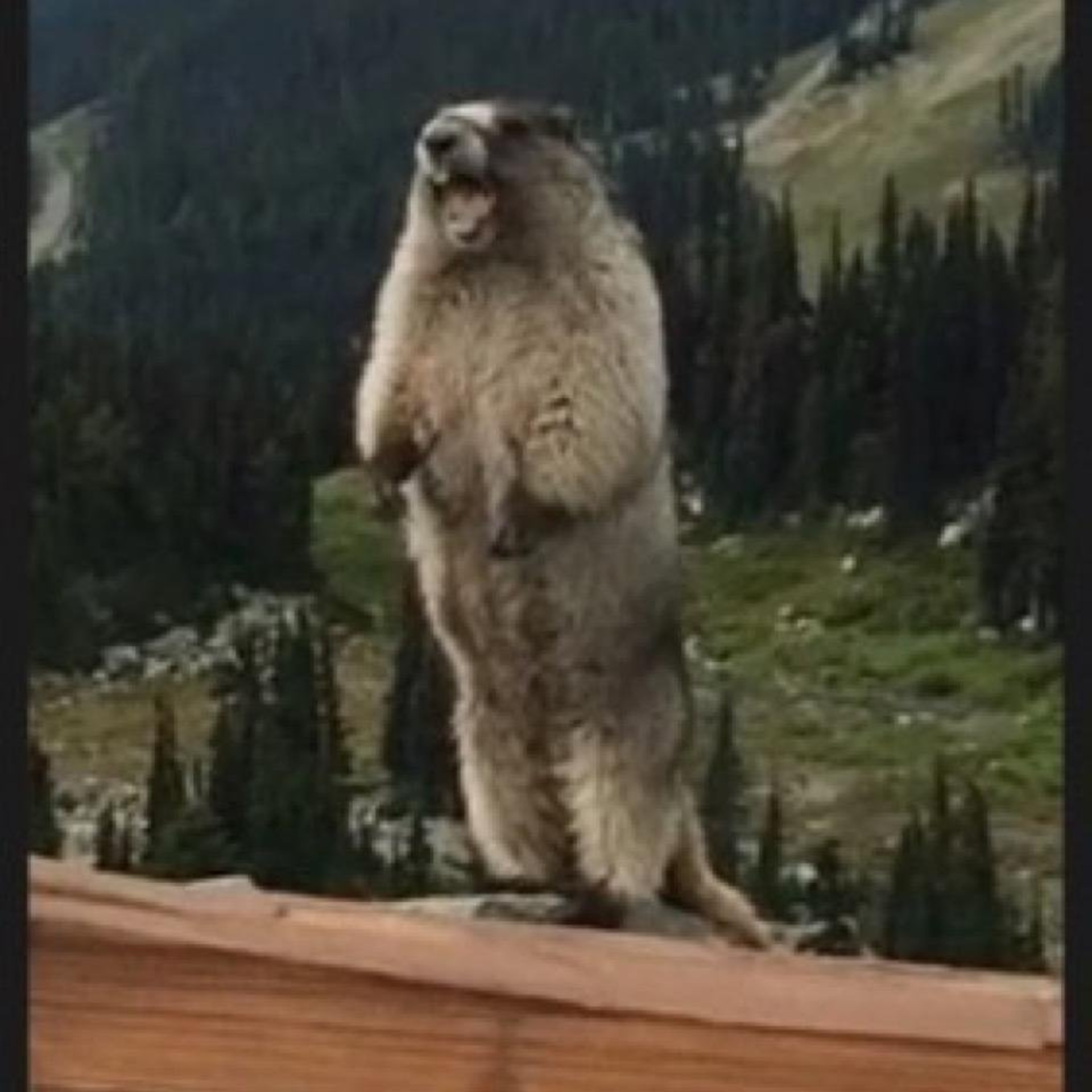 Орет суслик