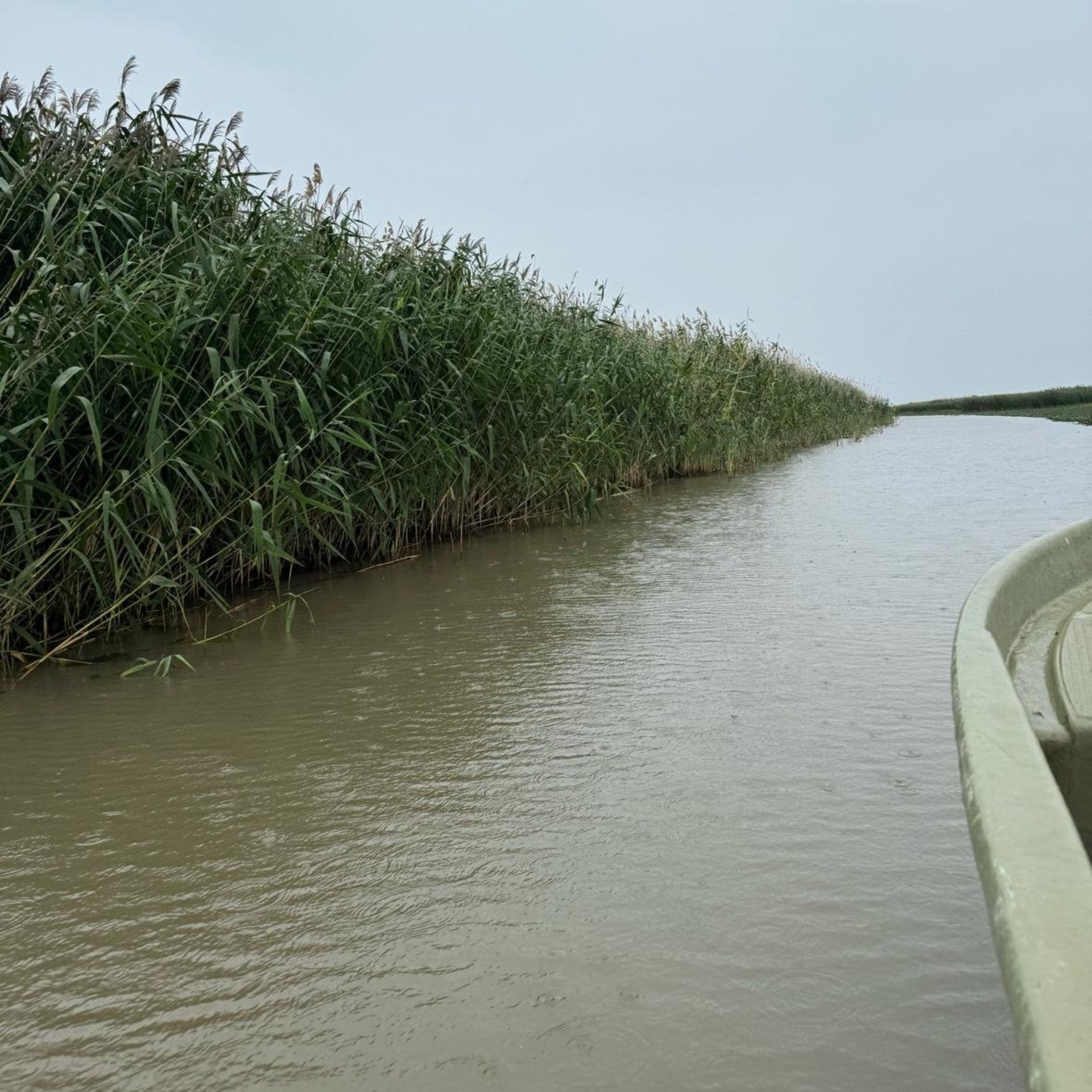 Дикті қалай сору туралы фотосуреттер