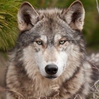 Серый Волк 