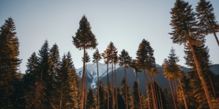 Зеленчукский район: Глэмпинг Magic Forest