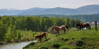 Усть-Кокса: Отель Тихий берег