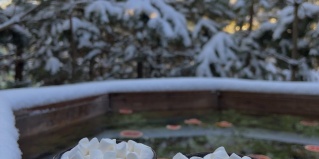 Березовский муниципальный округ: Глэмпинг BamBoo Village