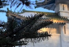 Коттедж Золотой дракон в Амурской области